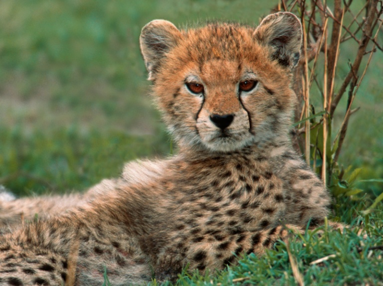 Cheetah Cub